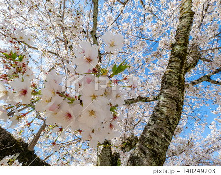 桜に彩られた国宝の姫路城 白鷺城 桜に彩られた国宝の姫路城 白鷺城 140249203