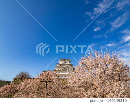 桜に彩られた国宝の姫路城 白鷺城 桜に彩られた国宝の姫路城 白鷺城 140249219