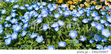 ネモフィラの花が咲き誇るシーサイドパーク ネモフィラの花が咲き誇るシーサイドパーク 140249907