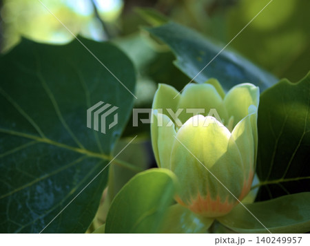5月に咲いた可愛らしいユリノキの木の花 5月に咲いた可愛らしいユリノキの木の花 140249957