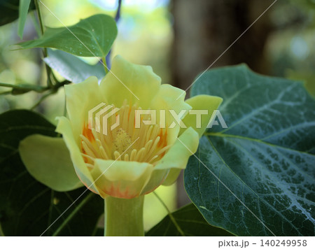5月に咲いた可愛らしいユリノキの木の花 5月に咲いた可愛らしいユリノキの木の花 140249958