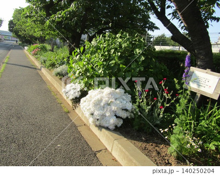 ビロード草の赤色の花と白いマツバボタンの花 ビロード草の赤色の花と白いマツバボタンの花 140250204