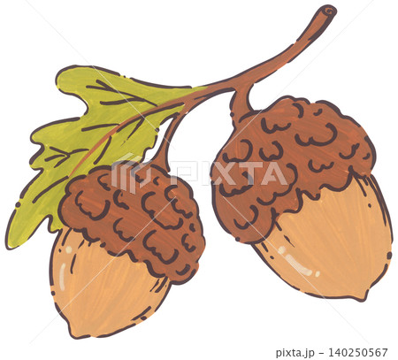 Hand Drawn Acorn Illustration Hand Drawn Acorn Illustration 140250567