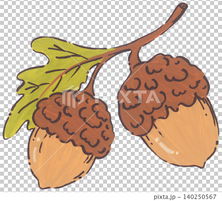 Hand Drawn Acorn Illustration Hand Drawn Acorn Illustration 140250567
