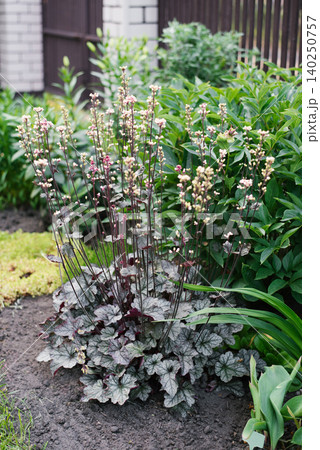 Flowering Heuchera Silver Scrolls in Summer Garden Flowering Heuchera Silver Scrolls in Summer Garden 140250757