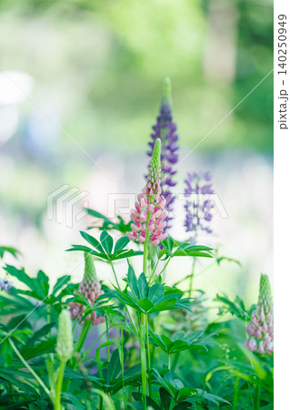 公園の庭園に咲き誇る色とりどりのルピナスの花 公園の庭園に咲き誇る色とりどりのルピナスの花 140250949