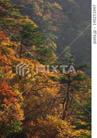 霧に覆われた紅葉の山肌 140251047