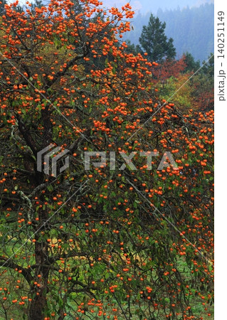 紅葉した木 紅葉した木 140251149