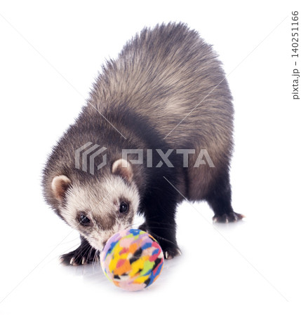 brown ferret 140251166