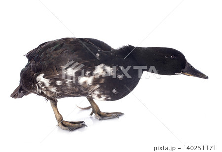 female duck female duck 140251171