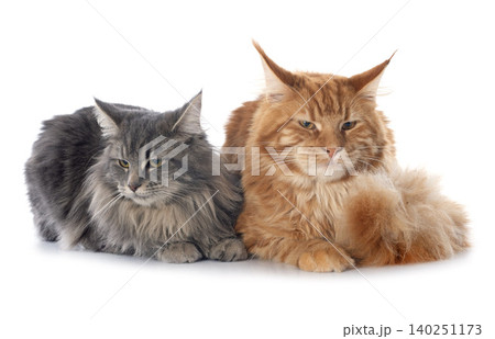 maine coon cats 140251173