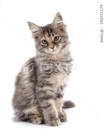 maine coon kitten maine coon kitten 140251174