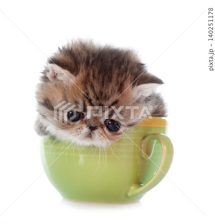 kitten exotic shorthair in teacup kitten exotic shorthair in teacup 140251178