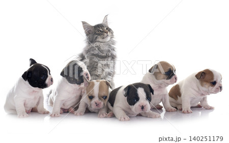 maine coon kitten and puppy bulldog maine coon kitten and puppy bulldog 140251179