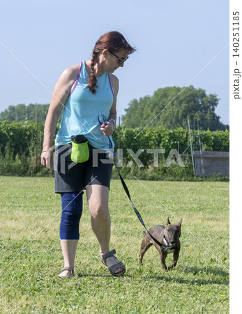 training of bull terrier training of bull terrier 140251185