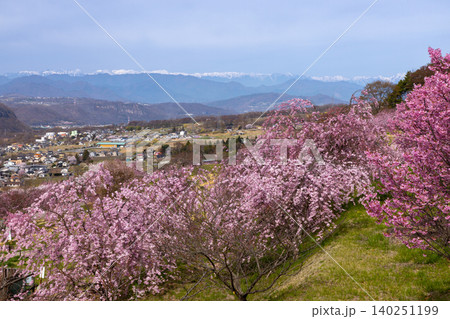 長野県小諸市諸東房 高台にある桜の名所飯綱山公園 固有種の小諸八重紅枝垂などと残雪の北アルプスの景色 長野県小諸市諸東房 高台にある桜の名所飯綱山公園 固有種の小諸八重紅枝垂などと残雪の北アルプスの景色 140251199