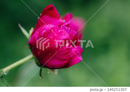 A bright burgundy peony bud in raindrops 140251307