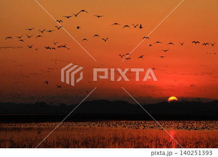 朝焼けの空を飛ぶ雁の群れ 朝焼けの空を飛ぶ雁の群れ 140251393