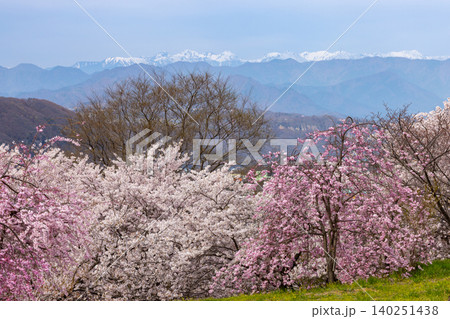 長野県小諸市諸東房 桜の名所飯綱山公園 固有種の小諸八重紅枝垂やソメイヨシノと残雪の北アルプスの景色 長野県小諸市諸東房 桜の名所飯綱山公園 固有種の小諸八重紅枝垂やソメイヨシノと残雪の北アルプスの景色 140251438