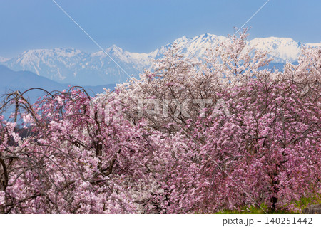 長野県小諸市諸東房　桜の名所飯綱山公園　固有種の小諸八重紅枝垂やソメイヨシノと残雪の北アルプスの景色 140251442