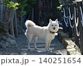 小型の白い柴犬が立っている 140251654