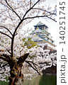 Osaka Castle with cherry blossom 140251745