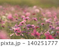 コスモス 140251777