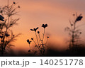 コスモス 140251778