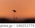 コスモス 140251779
