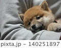 人の腕の中でリラックスする仔犬 140251897