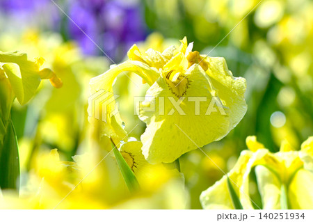 花びらが優雅で美しい花しょうぶ 花びらが優雅で美しい花しょうぶ 140251934