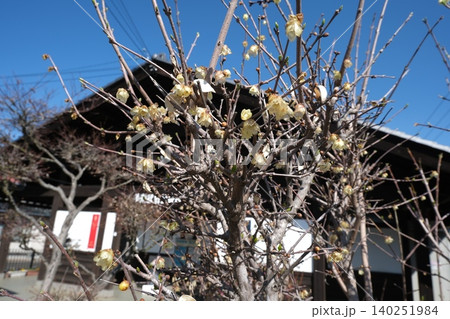 冬枯れの梅の木と古い建物 冬枯れの梅の木と古い建物 140251984
