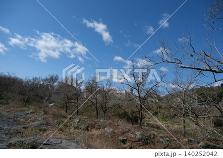 裸木と岩場の早春の丘陵地 裸木と岩場の早春の丘陵地 140252042
