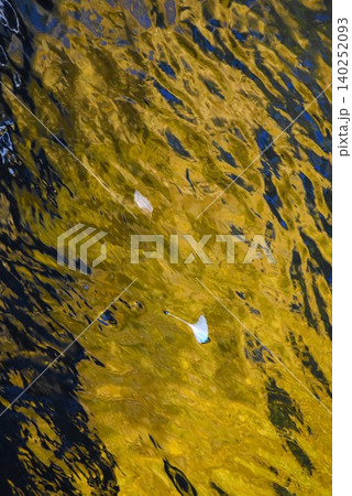 黄色く紅葉したイチョウが水面に映りこむ背景素材 黄色く紅葉したイチョウが水面に映りこむ背景素材 140252093