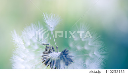 Wispy dandelion seeds drifting against fresh green foliage. Cool toned macro capturing nature's fragile elegance. Soft white seed head in tranquil springtime light. Dreamy botanical closeup for mindfu 140252183