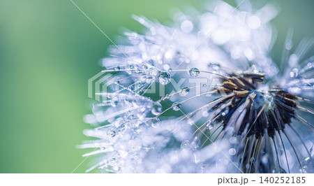 Morning dew transforms a dandelion into a sparkling jewel. Fresh water beads scattered across feathery seeds at dawn. Intimate macro of fragile nature awakening. Serene closeup glistening summertime 140252185