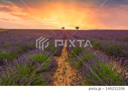 Endless lavender rows sweeping toward a lone tree at golden sunset. Purple Provence field glowing under a soft summer sky. Dreamy countryside leading the eye to the distant horizon. Tranquil floral 140252206