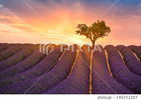 Radiant sunrays bursting behind a solitary tree in a lavender field. Dramatic Provence sunset igniting endless purple rows. Breathtaking countryside glowing in spectacular golden light. Majestic flora Radiant sunrays bursting behind a solitary tree in a lavender field. Dramatic Provence sunset igniting endless purple rows. Breathtaking countryside glowing in spectacular golden light. Majestic flora 140252207