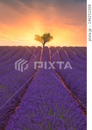 Lone tree standing against a glowing sunset over lavender rows. Vertical Provence field stretching toward warm horizon light. Dreamy purple countryside captured in tender evening hues. Serene floral 140252208