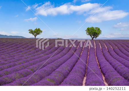 Stunning two trees rising from vibrant lavender rows beneath fluffy white clouds. Lush Provence field glowing in bright summer daylight. Picturesque purple countryside framed by a brilliant blue sky 140252211