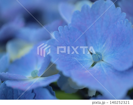 6月に咲いたカラフルな紫陽花（アジサイ） 140252321