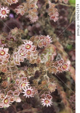 Blooming Sempervivum Houseleek Succulent Flowers Closeup Blooming Sempervivum Houseleek Succulent Flowers Closeup 140252374