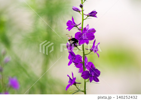 beautiful purple flowers beautiful purple flowers 140252432