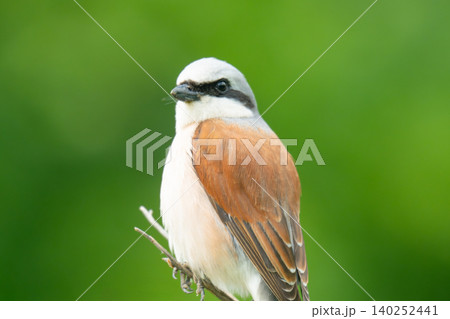 Red-backed Shrike; Lanius collurio Red-backed Shrike; Lanius collurio 140252441
