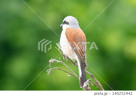 Red-backed Shrike; Lanius collurio Red-backed Shrike; Lanius collurio 140252442