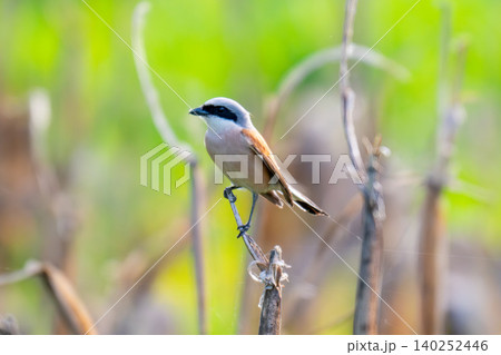 Red-backed Shrike; Lanius collurio Red-backed Shrike; Lanius collurio 140252446