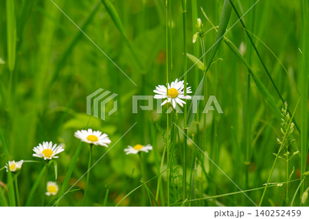 Beautiful wild-growing chamomile flowers in a green meadow 140252459