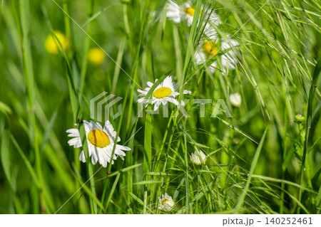 Beautiful wild-growing chamomile flowers in a green meadow Beautiful wild-growing chamomile flowers in a green meadow 140252461