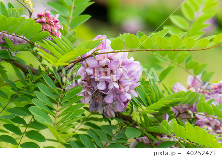 Beautiful Rose Acacia, Robinia pseudoacacia, Blooming in the Spring Garden. Robinia Viscosa close up. Beautiful Rose Acacia, Robinia pseudoacacia, Blooming in the Spring Garden. Robinia Viscosa close up. 140252471
