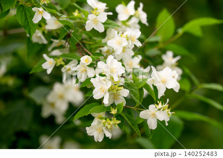 A branch of a fragrant white jasmine blooming in summer A branch of a fragrant white jasmine blooming in summer 140252483